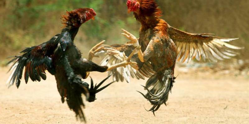 Hiểu rõ luật chơi đá gà