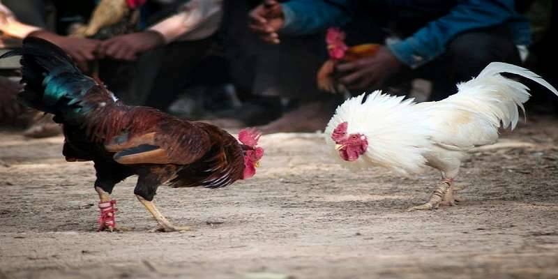 Quy định chọn gà chiến
